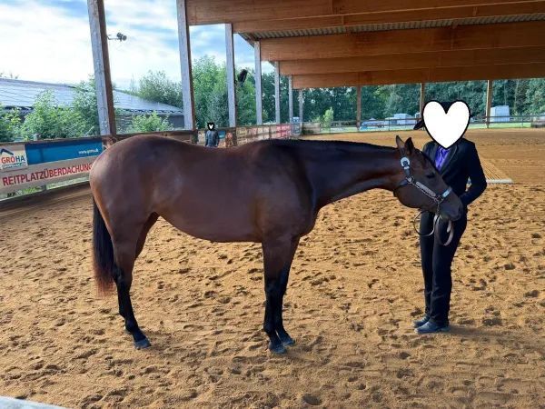 My Blue Charm, bay Quarter Horse Mare — dreamquarters.de