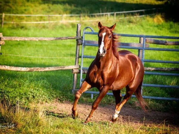 GNR Rooster Cielos, sorrel Quarter Horse Gelding - dreamquarters.de