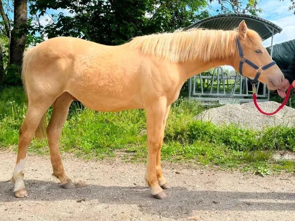 Triple Fire Boy, classic champagne Quarter Horse Gelding - dreamquarters.de