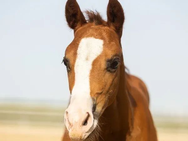 OK Smart Trashy Joe , Chestnut  Quarter Horse Mare - dreamquarters.de