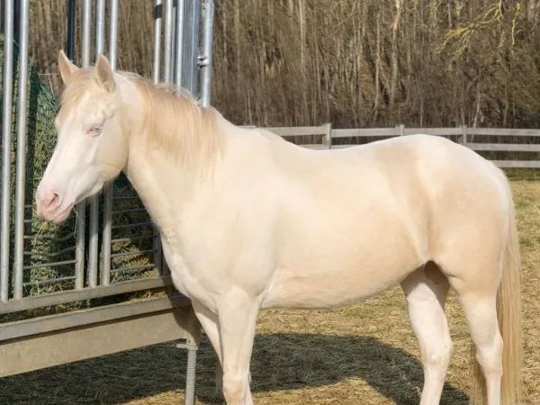 GM Sugar O Lena Star, perlino frame overo Paint Horse Mare - dreamquarters.de
