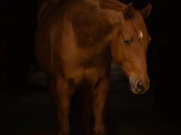 QT GoesToHollywood, Chestnut Quarter Horse Gelding - dreamquarters.de