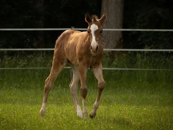 LB Long Liv Cowgirls , Dunkelbraun  Quarter Horse Mare - dreamquarters.de