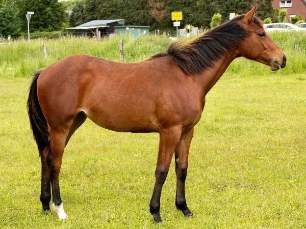 Found My Socktonite, bay Quarter Horse Mare - dreamquarters.de