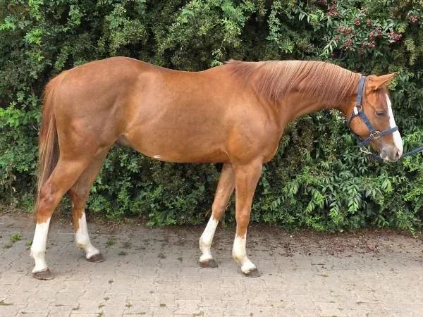 Fly My Phoenix, sorrel Paint Horse Gelding - dreamquarters.de