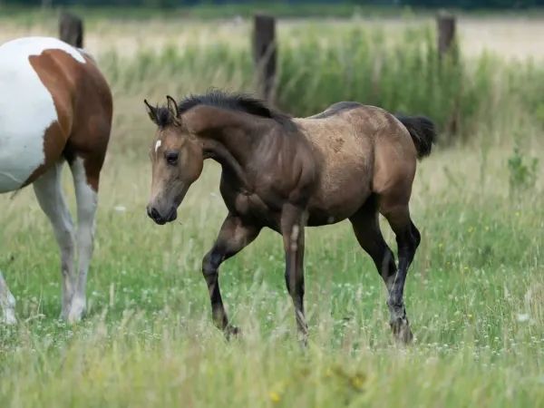 VINTAGE ZURI, Buckskin Quarter Horse Mare — dreamquarters.de