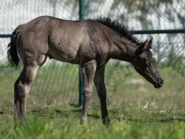 A Sparkling Vintage filly - name pending, Smoky black Quarter Horse Mare — dreamquarters.de