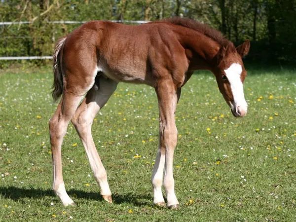 Colt 2026 by TRICKED OUT SPOOK x CUSTOM CROME, SORREL-OVERO Quarter Horse Stallion - dreamquarters.de