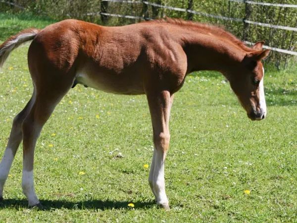 Colt 2026 by TRICKED OUT SPOOK x SMART SPOOK x CUSTOM CROME, SORREL-OVERO Quarter Horse Stallion - dreamquarters.de