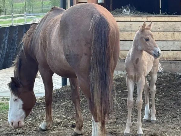 Simply N Lovely, Red Dun Quarter Horse Mare - dreamquarters.de