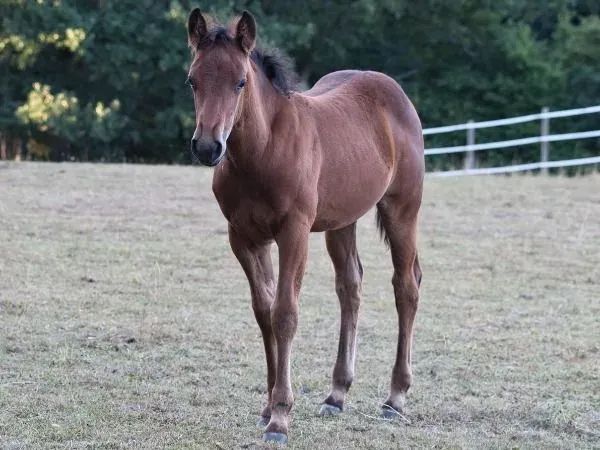 QB Poco Smoke Jona, bay Quarter Horse Mare — dreamquarters.de