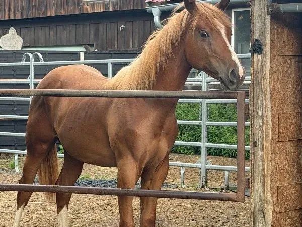 Hot Nite Invitation, sorrel Quarter Horse Stallion - dreamquarters.de