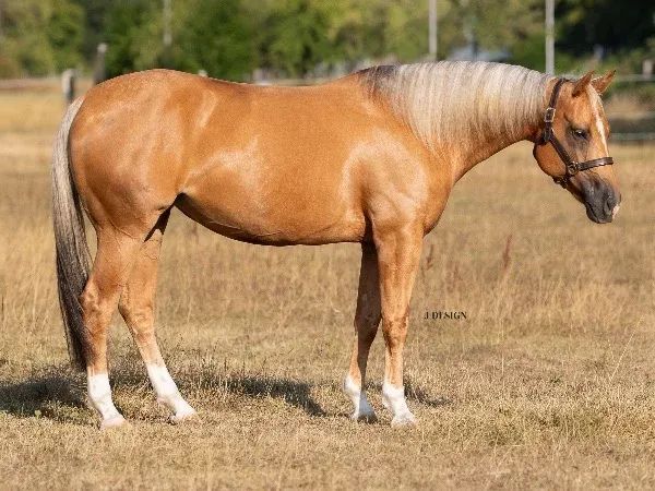 HR Chic Golden Step, Palomino Quarter Horse Mare — dreamquarters.de