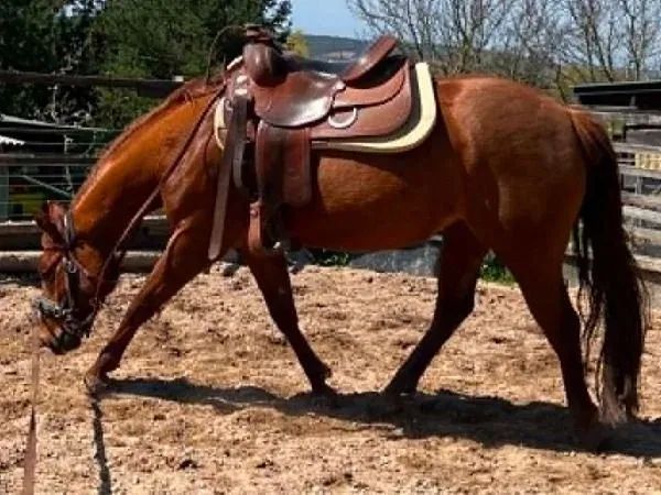 Dancingguns Firefox, chestnut Paint Horse Mare — dreamquarters.de