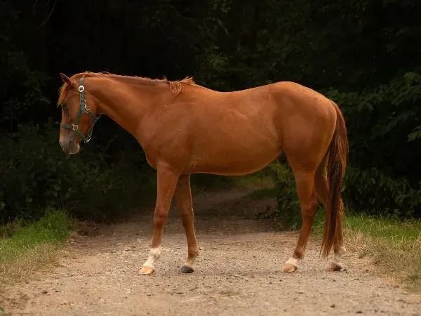 Mr Dual Diamond Dancer , sorrel Quarter Horse Gelding — dreamquarters.de