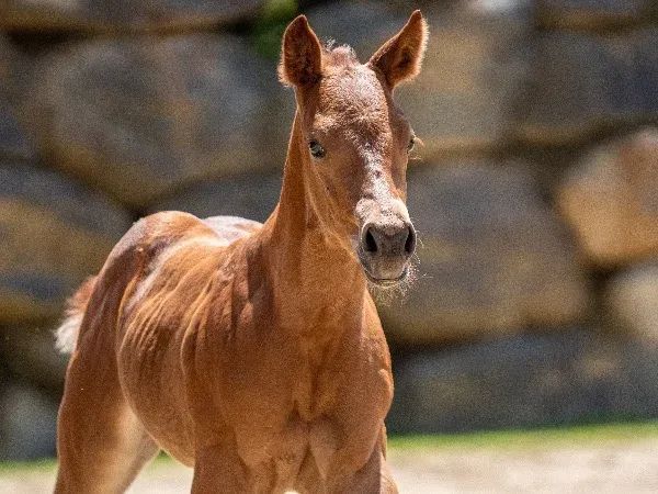 ❄️ EAST COAST ICE ❄️, Chestnut Quarter Horse Mare - dreamquarters.de