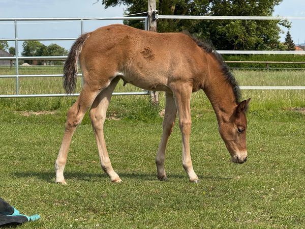 Filly by GUNNER DUN IT AGAIN