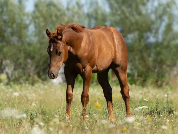 STEPPIN FINESSE, Sorrel Quarter Horse Mare — dreamquarters.de