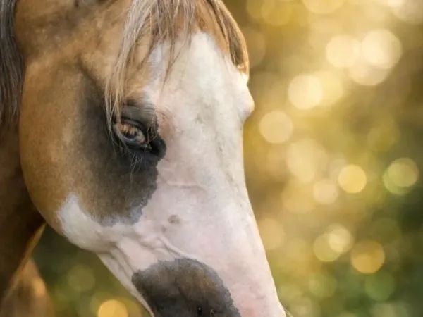 Im Not a Blond Girl, Palomino Quarter Horse Mare - dreamquarters.de