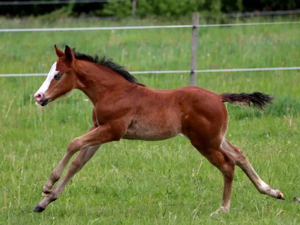 Smoking Bones , Bay Splash  Quarter Horse Stallion - dreamquarters.de