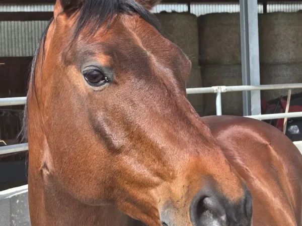 Hot Zippassion, bay Quarter Horse Gelding - dreamquarters.de
