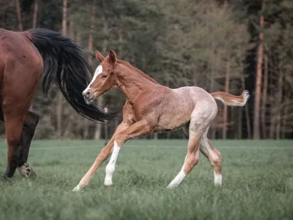 DR Only Good Blues, red roan Quarter Horse Stallion - dreamquarters.de