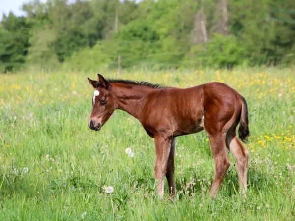 Atomic Girl, brown Quarter Horse Mare - dreamquarters.de