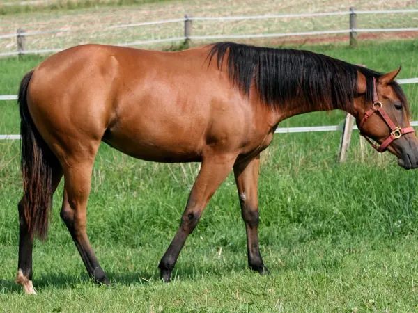 IFWHIZWERESPOOKS, bay Quarter Horse Mare - dreamquarters.de