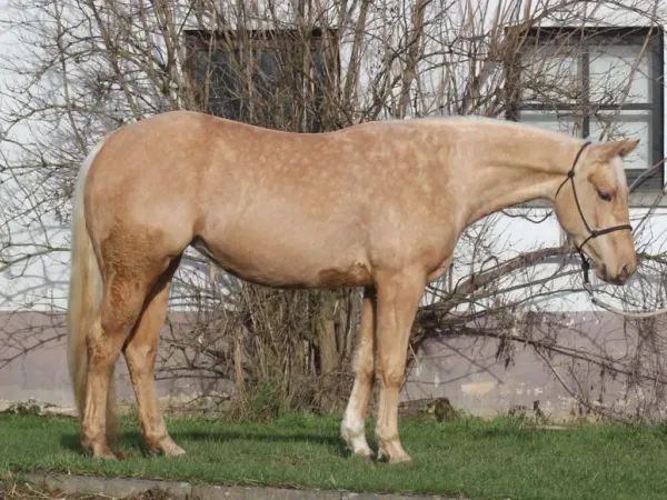 Spookin Late Night, Palomino Quarter Horse Mare - dreamquarters.de