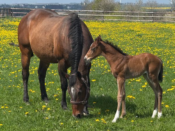 2 for 1 Venus Vintage with filly