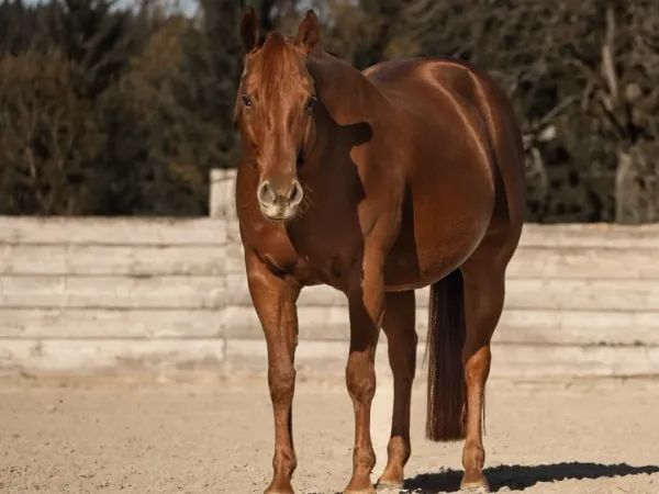 Red Ajda Quixote, Sorrel Quarter Horse Mare - dreamquarters.de