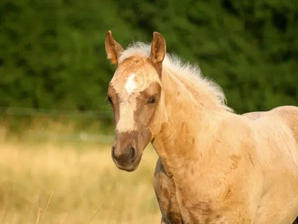 MAGNETIC ROCKSTAR, Palomino Quarter Horse Stallion - dreamquarters.de