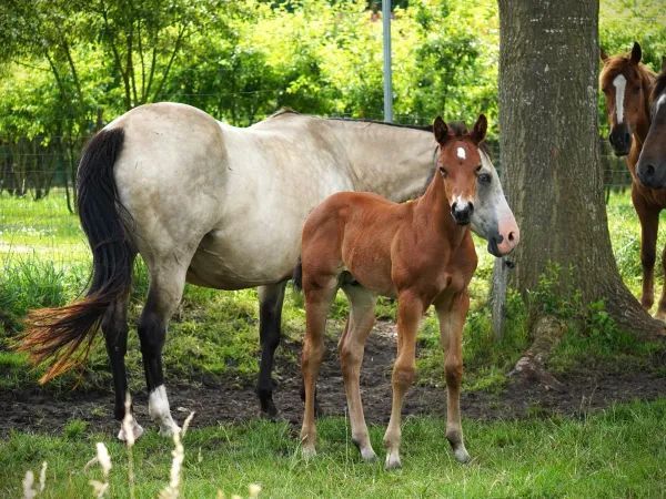 Shine Whiz Franky, Bay Quarter Horse Stallion - dreamquarters.de