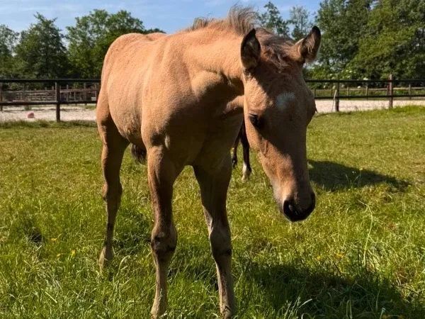 Wallagottadundancer, Dunskin Quarter Horse Stallion - dreamquarters.de