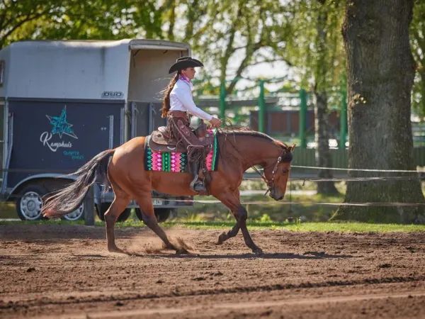Chip Trick, bay Quarter Horse Gelding - dreamquarters.de