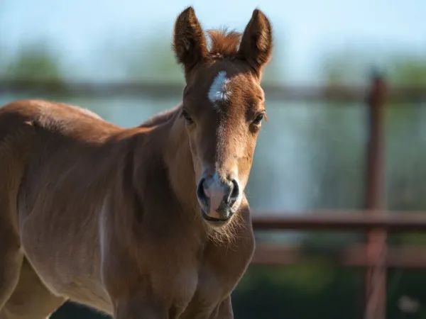 STEPPIN FINESSE, Sorrel or palomino Quarter Horse Mare - dreamquarters.de