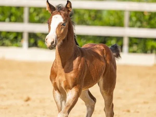 OK Honeys Revolution , Bay  Quarter Horse Mare - dreamquarters.de