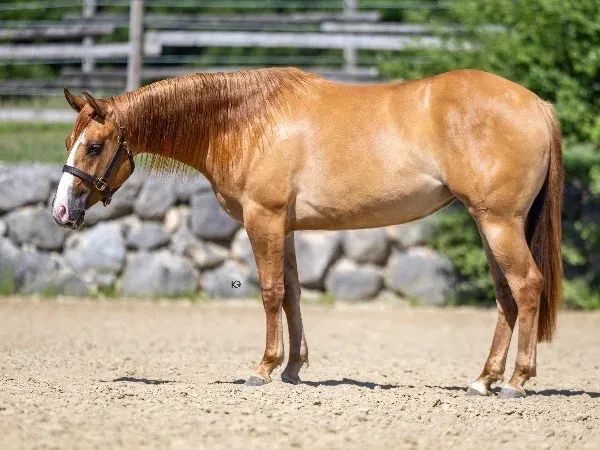 Paximum Crome, Red Dun Quarter Horse Mare - dreamquarters.de