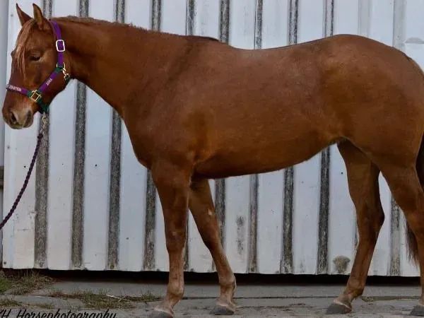 Whizkey For Einstein, red dun Quarter Horse Mare - dreamquarters.de
