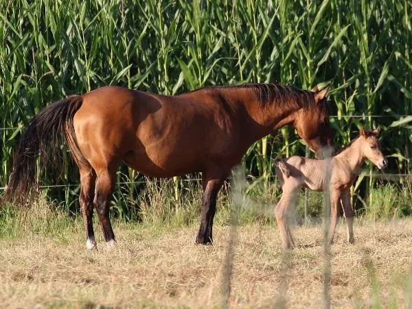 AHF Bueno El Clasico, Dun oder Grullo Quarter Horse Stallion — dreamquarters.de