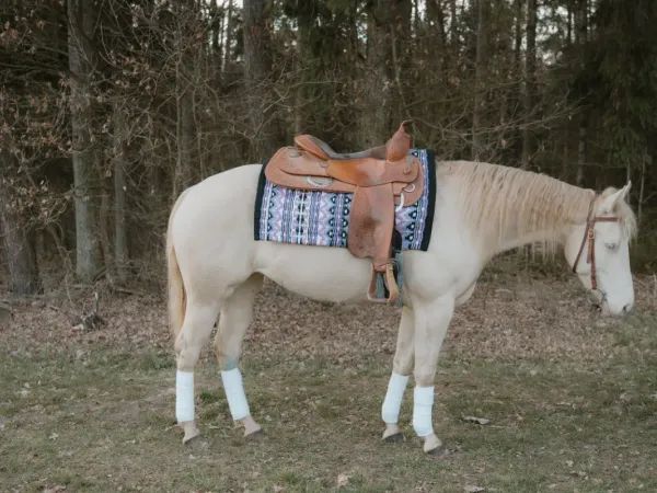 White Sunset Mobster, Perlino Quarter Horse Mare - dreamquarters.de