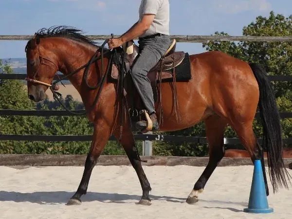 Kids Tucker Babe, bay Quarter Horse Mare - dreamquarters.de
