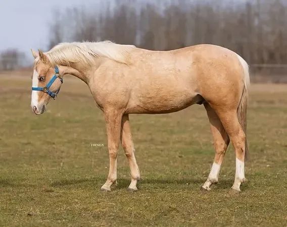 SL Shining Lil Gun, Palomino mit blauen Augen  Quarter Horse Stallion - dreamquarters.de