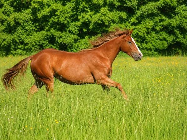 Pretty Mrs Farenheit, Chestnut Quarter Horse Mare - dreamquarters.de