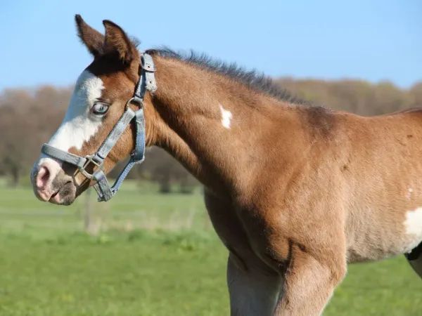 Hes A Diamond Chex, bay dun overo splash Paint Horse Stallion - dreamquarters.de