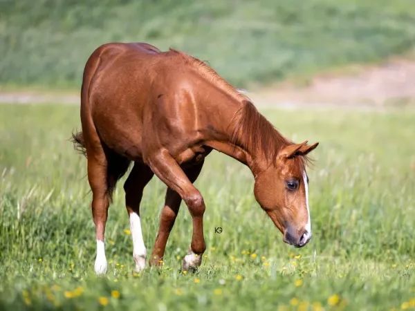 The Gentlemen , Fuchs Quarter Horse Stallion - dreamquarters.de