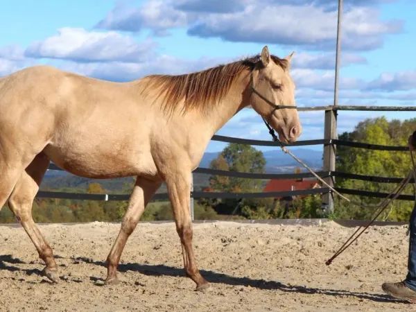 IVO DUNIT MAXEN, Amber Champagner Dun Quarter Horse Gelding - dreamquarters.de
