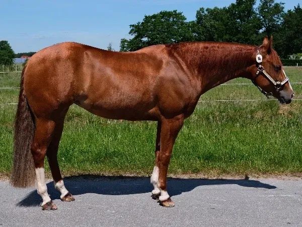 Mobsters Darling , Sorrel Quarter Horse Mare - dreamquarters.de
