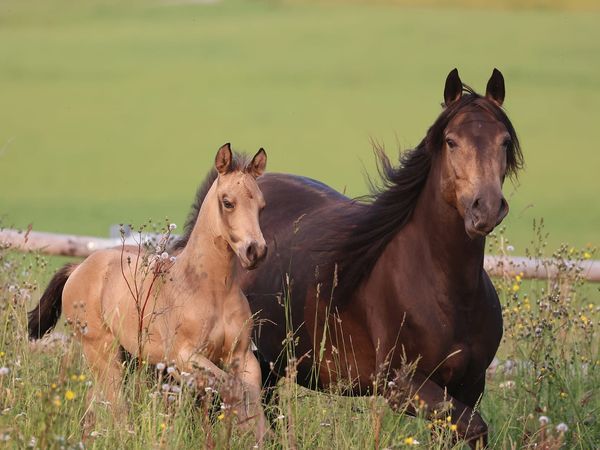 2025 Colt by GOTTA TWIST IT UP