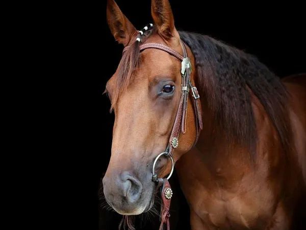 Dun It For June, sorrel Quarter Horse Mare - dreamquarters.de